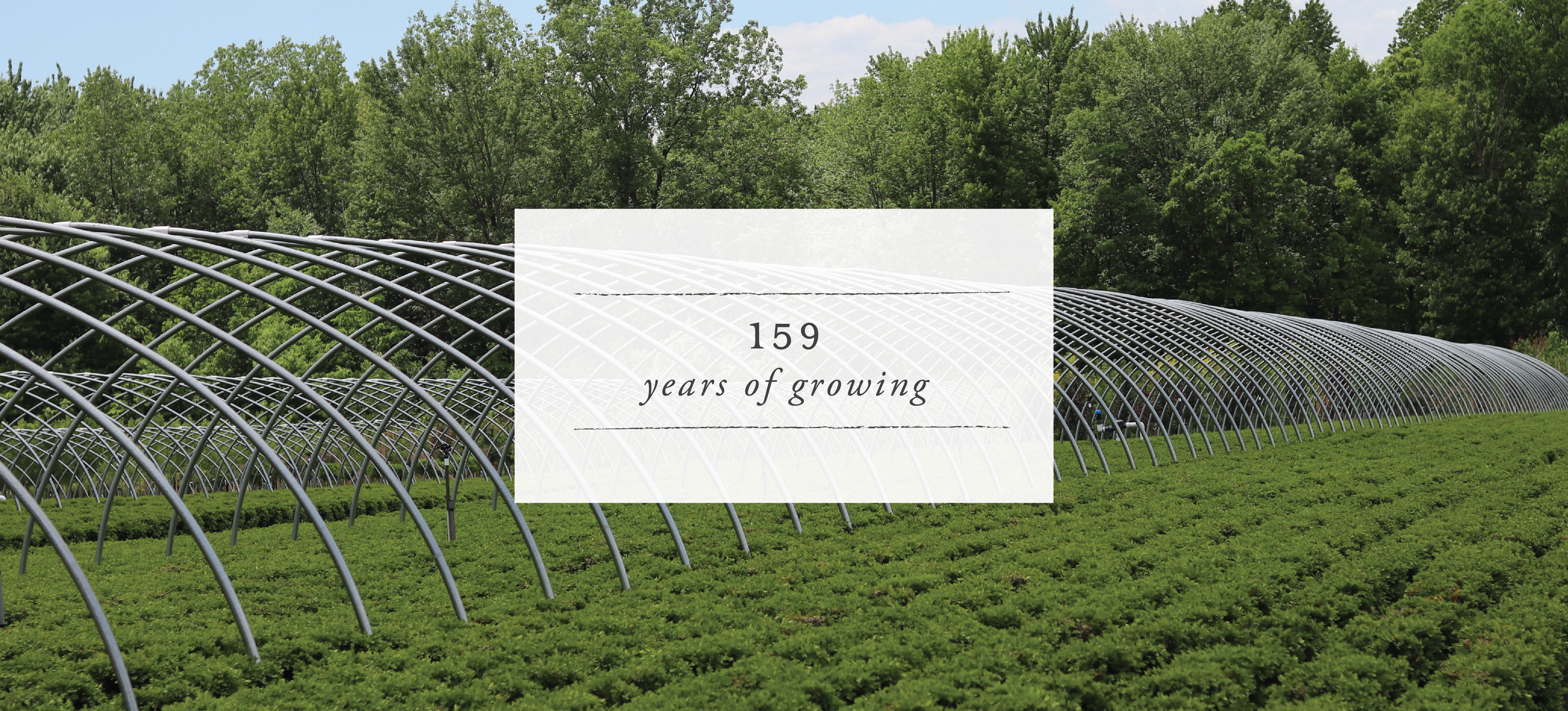 Wiegand's Nursery Farm & Wholesale