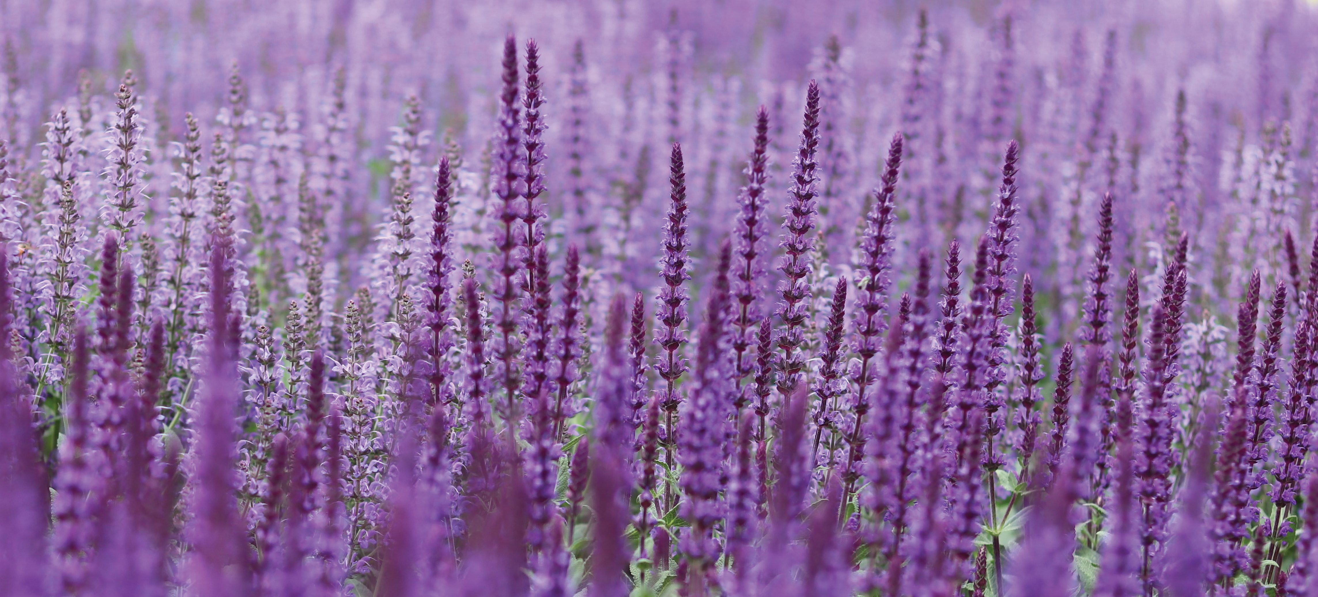 Wiegand's Nursery Farm & Wholesale