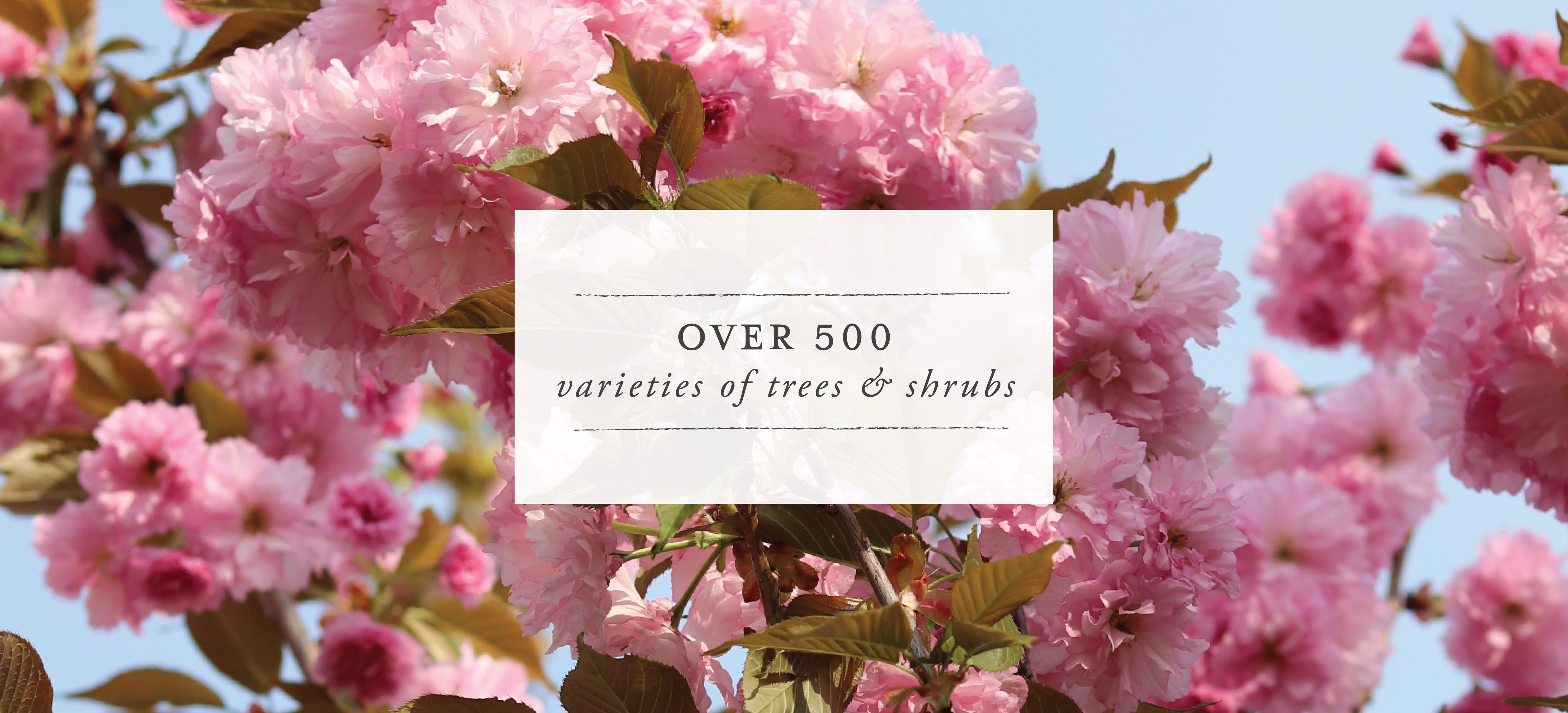 Wiegand's Nursery Farm & Wholesale